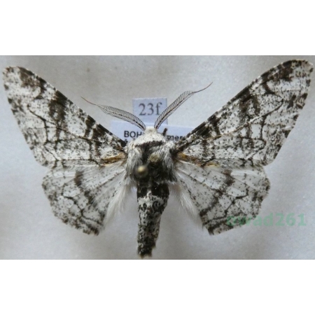 Biston betularia (Linnaeus, 1758) Krępak nabrzozak Czech23f